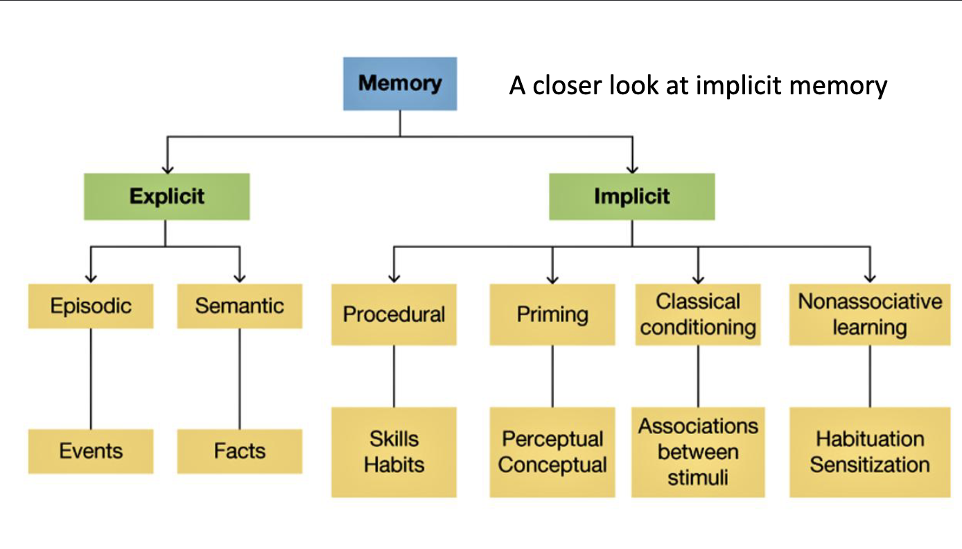 <p>Classical conditioning goes into </p><ul><li><p>Associations between two stimuli </p></li></ul><p></p>