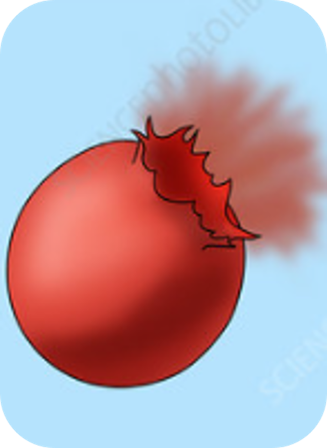 <p>Water molecules move <u>into </u>cell by <span style="color: blue;"><strong>osmosis </strong></span>from a high<u>er</u> to a low<u>er</u> water concentration, causing the cell to <strong>burst </strong>because it lacks a <strong>cell wall</strong>.</p>