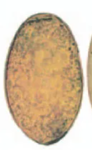<p>Identify</p>