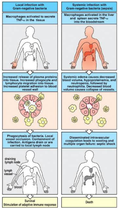 <p>A systemic blood infection is known as ——- and is a result of bacteremia (bacteria present in the bloodstream). </p><p>The LSP triggers resident liver macrophages called ——- cells to secrete pro-inflammatory cytokines into the bloodstream causing widespread coagulation and organ failure → septic shock.</p>
