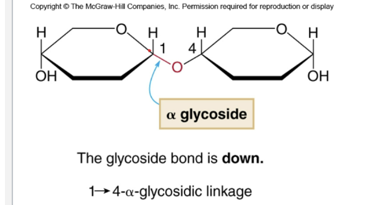 <p>The bond that joins the two rings when this reaction occurs between two monosaccharides </p><ul><li><p>bonds can be alpha or beta </p></li></ul><p></p>