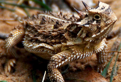 <p>S KS and mid KS</p><p>Flat body with big spikes</p><p>Diurnal</p><p>Harvester ants are preferred prey</p><p>Eggs laid in burrows</p><p>Toxugenic-squirts toxin onto body</p><p>Skin has capillary action</p>