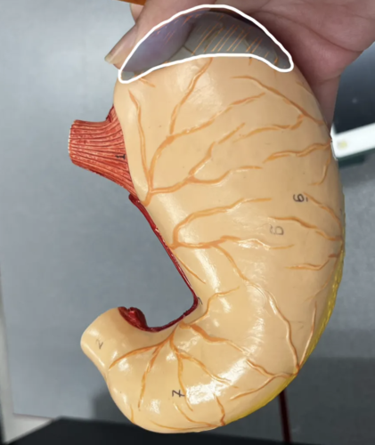 <p>Fundus of the stomach</p>