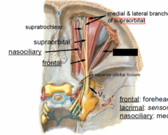 <p>What is blacked out (nerve)</p>