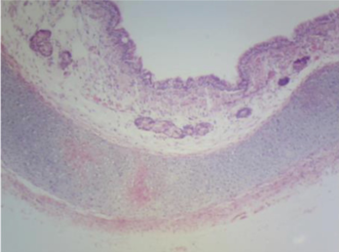 <p>What organ is this? And what tissue makes it up?</p>