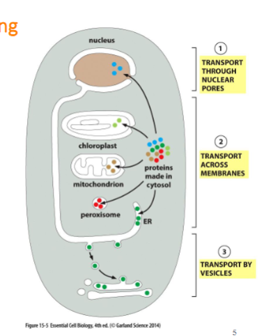 <p>almost all proteins begin synthesis in cytosol and are transported through 3 mechanisms: </p><ol><li><p>transport through nuclear pore (to nucleus)</p></li><li><p>transport across organelle membranes (proteins translocator)</p></li><li><p>transport by vesicles (endomembrane system)</p></li></ol><p></p><p>they are directed by the signal sequence created from the amino acid </p><p></p>