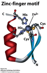 <p>A structure stabilized by a zinc ion that includes a beta sheet, a turn, and an alpha helix for DNA binding.</p>
