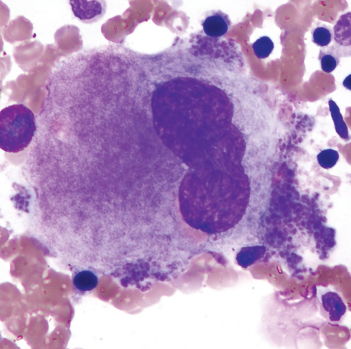 <p>What cell is this?</p>