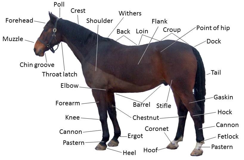 <p>Area dorsal to scapulas</p>