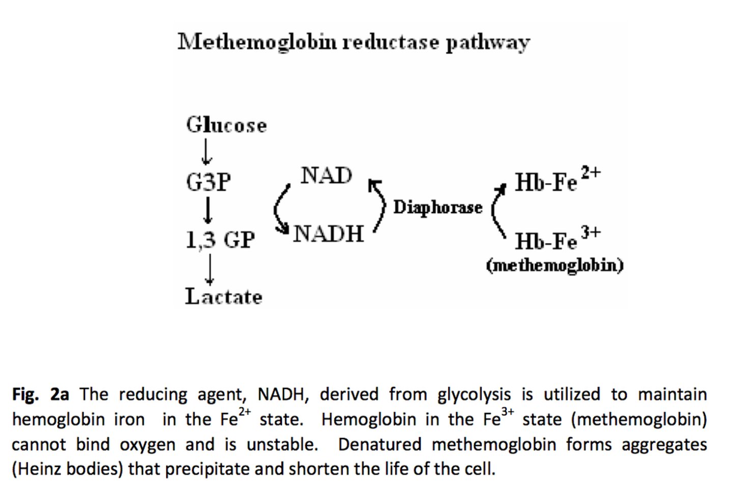 <p>Methemoglobin Reductase Pathway</p>
