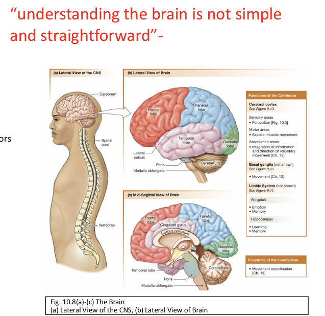 <p>What is the key principle in understanding brain function?</p>