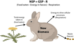 <p>Increase in heterotrophic biomass over time; energy available to the next trophic level.</p>