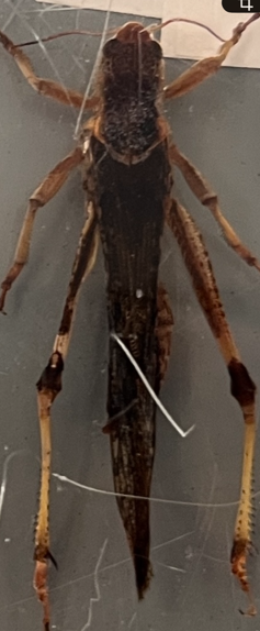 <p>What stage is this grasshopper at?</p>