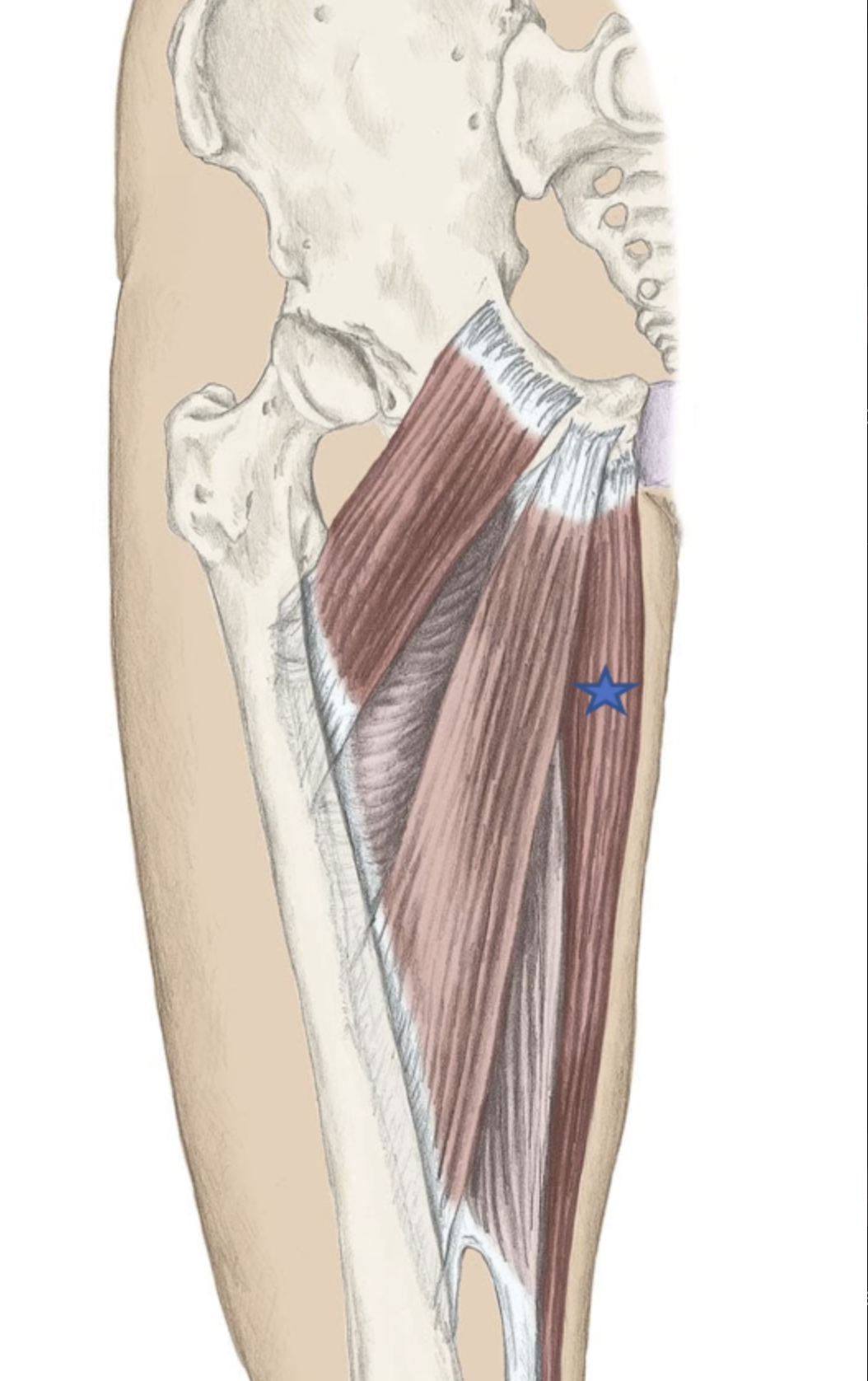<p><span>From the list of muscles and actions below, identify the "starred" muscle and its primary actions.</span></p>