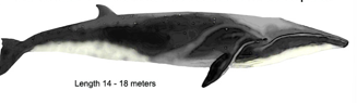 <p>Order Cetacea</p><p>Suborder Mysticeti</p><p>Family Balaenopteridae</p><p><em>Balaenoptera borealis</em></p><ul><li><p>aka</p></li><li><p>describe body shape and size</p></li><li><p>where does it live</p></li><li><p>IUCN</p></li></ul><p></p>