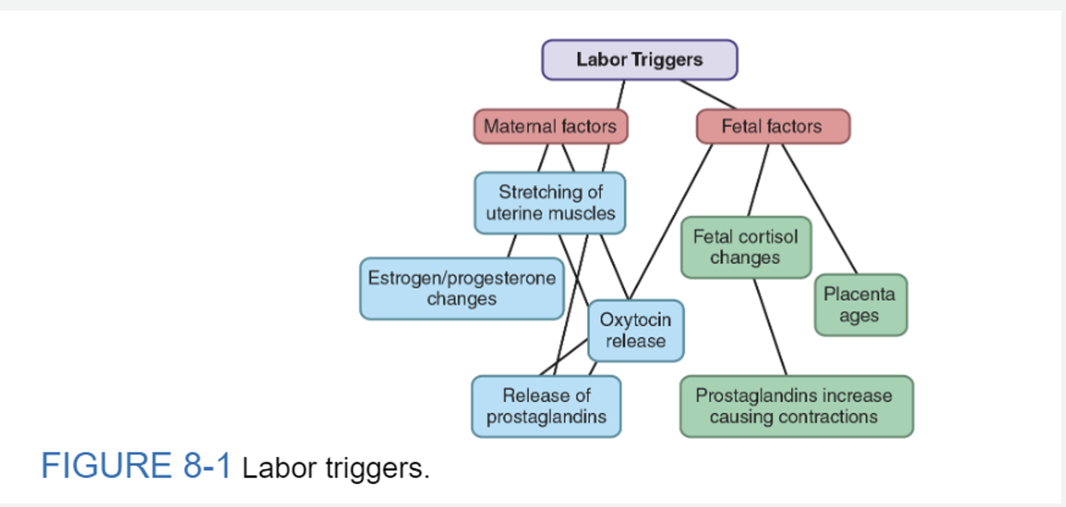 <p>Labor triggers</p>