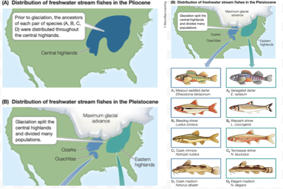<ul><li><p>Occurs due to physical barriers (of inhospitable habitat) that separate a population</p><ul><li><p>The most common mode of speciation</p></li><li><p>Usually over geological time (continental drift, sea level shifts)</p></li><li><p>Separated populations experience a mutation, genetic drift, and local adaptation</p><ul><li><p>Lineages split, and reproductive isolation may arise</p></li></ul></li><li><p>As a result, = Observe pairs of closely related sister species</p></li></ul></li><li><p><span>Disruption of a population's habitation with something that is inhospitable. Glaciation split the central highlands into 2. Habitat in between became inhospitable, and gene flow became limited between the two populations. Will also adapt to their new local habitat, forming distinct species. Sister species very closely related.</span></p></li><li><p><span>Those (fish) are the sister species. They are different but also the same. Closely related but can’t interbreed.</span></p></li></ul><p></p>