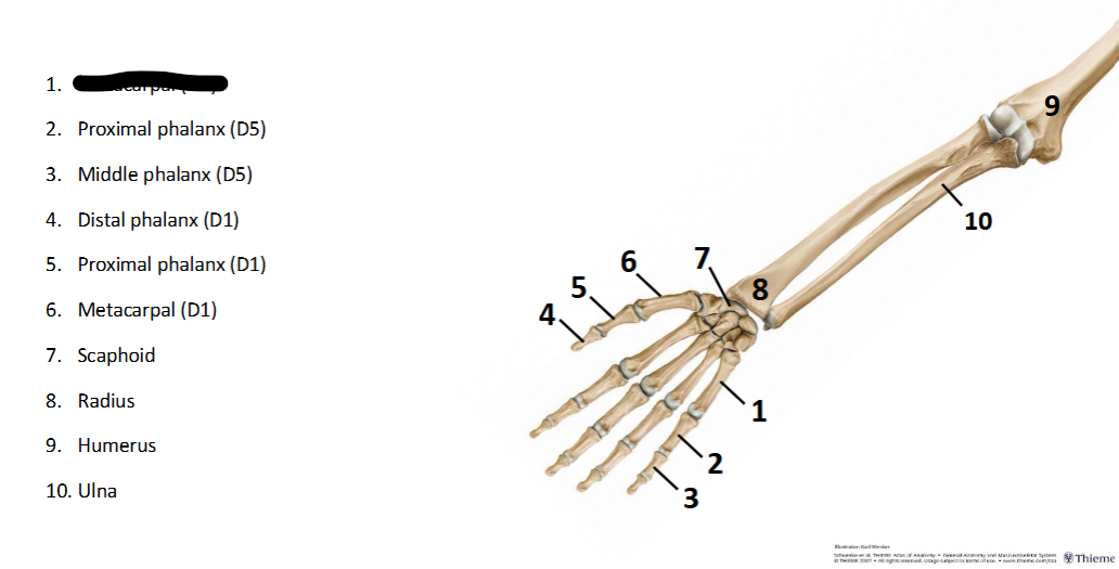 <p>What sturcture is this within the <strong>Upper-Appendicular?</strong></p>