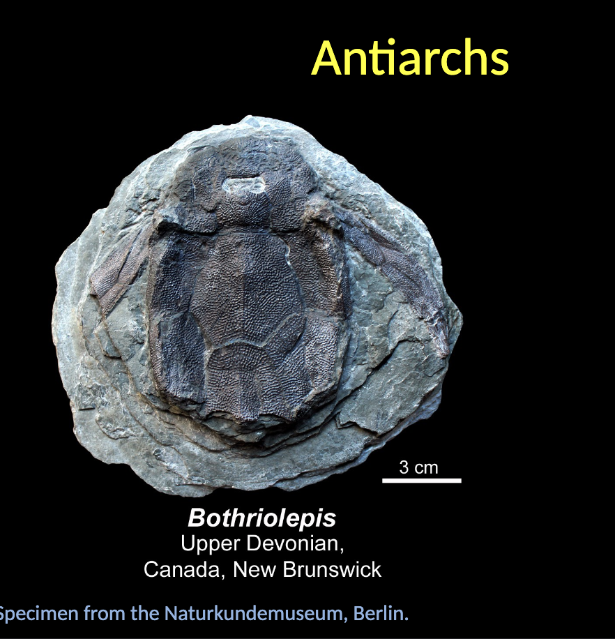 <p>Bothriolepis - Most frequent Antiarch in the fossil record (Upper Devonian + Cananda)</p>