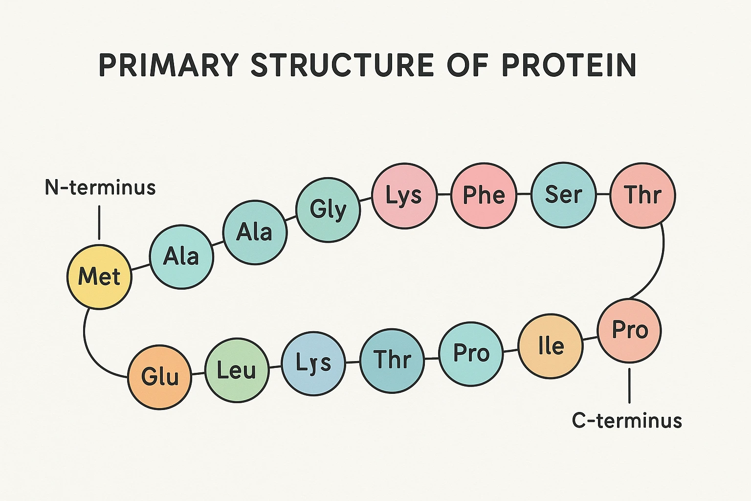 <p>The unique linear sequence of amino acids in a polypeptide chain.</p>