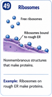 <p>Nonmembranous structures that make proteins. </p>