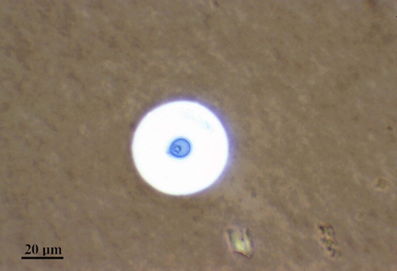 term image