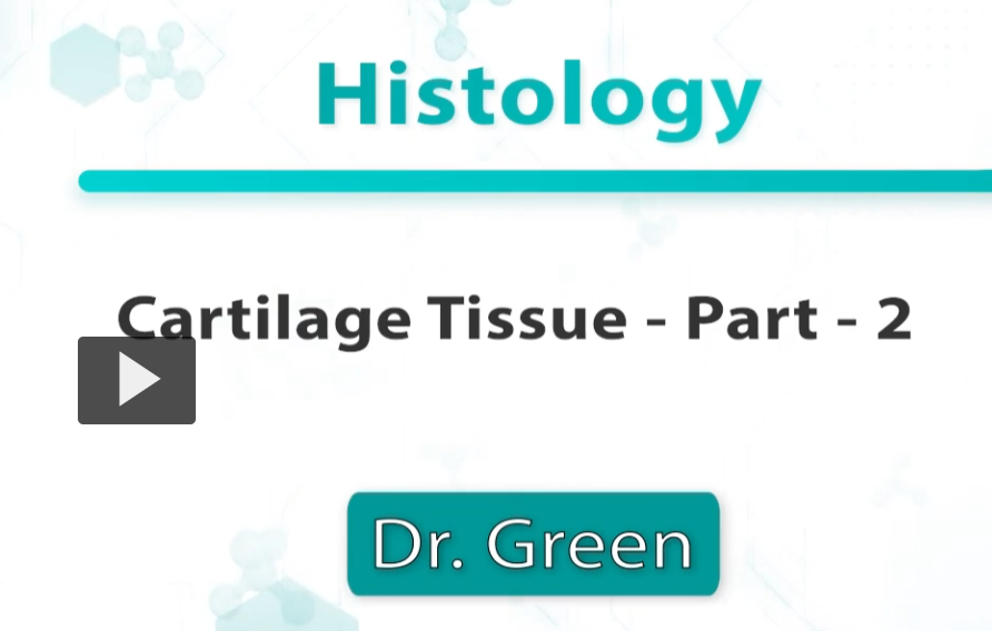 <p><u>Cartilage Tissue Part 2</u></p><p></p>