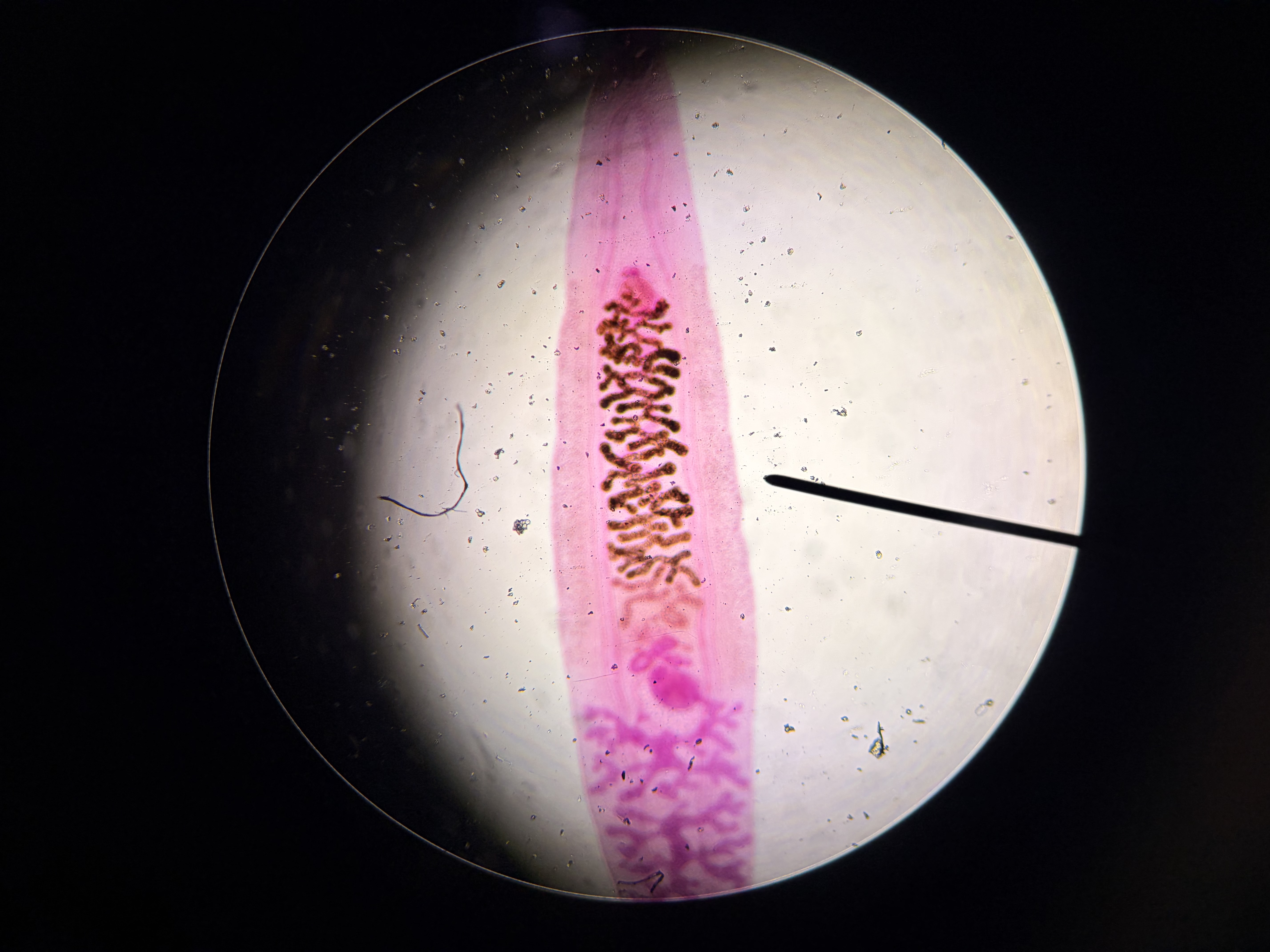 <p>What phylum and class is this organism?</p>