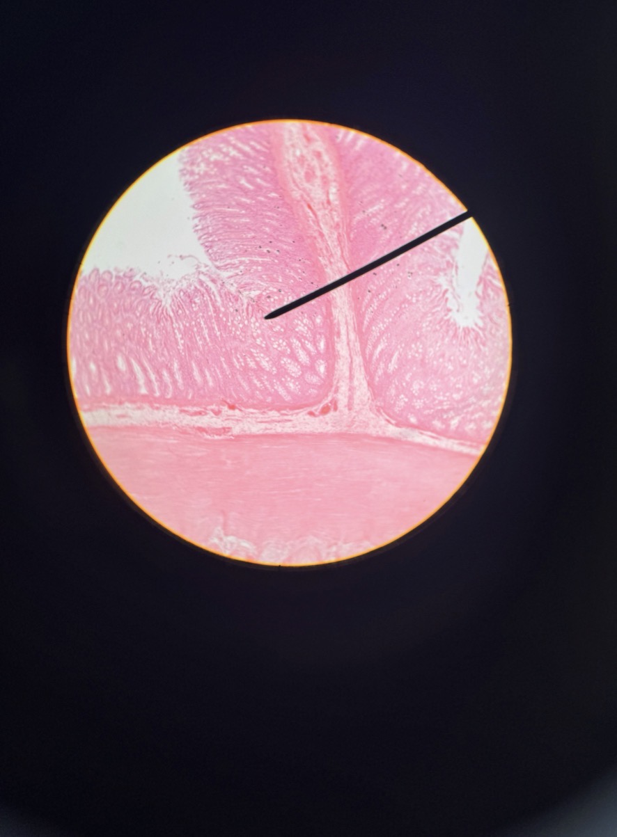 <p>What tissue is this?</p>