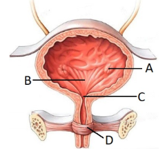 <p><span style="line-height: 17.375px;">Correctly identify the internal urethral sphincter.&nbsp;</span></p>