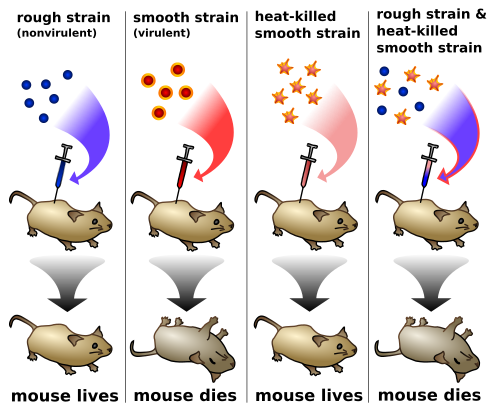<p>Showed transformation - that DNA contains heritable information.</p>
