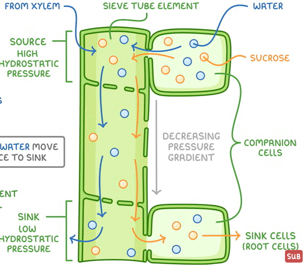 <ol><li><p>in the source, sucrose is actively transported into the phloem by companion cells</p></li><li><p>high concentration of glucose and sucrose in phloem decreasing the water potential</p></li><li><p>xylem has a higher wp so water moves down the wp gradient by osmosis into the phloem</p></li><li><p>this increases pressure in the phloem forcing the sucrose/glucose down the pressure gradient into the sink cell</p></li><li><p>the glucose/sucrose enters the sink cell by active transport using a carrier protein. it is used in respiration or stored as starch so it cant affect wp as it is insoluble</p></li></ol><p></p>
