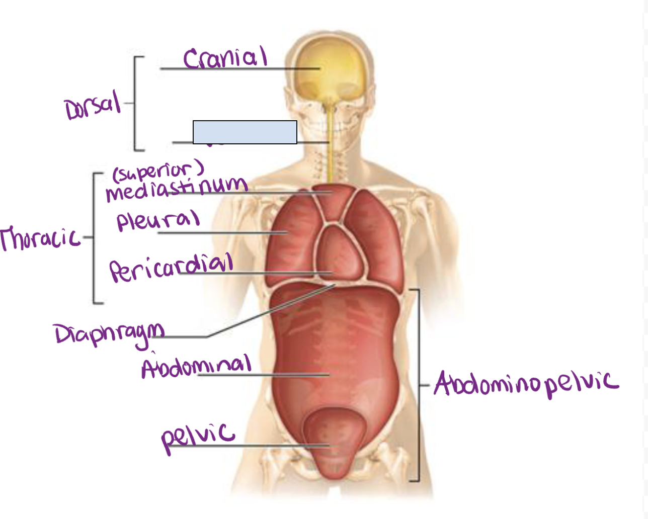 term image