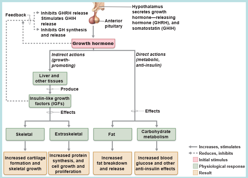 <p>growth hormone (GH)</p>
