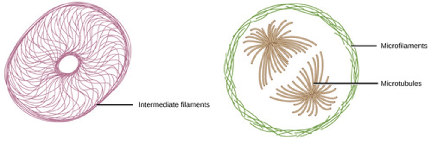 <p>microtubules</p>