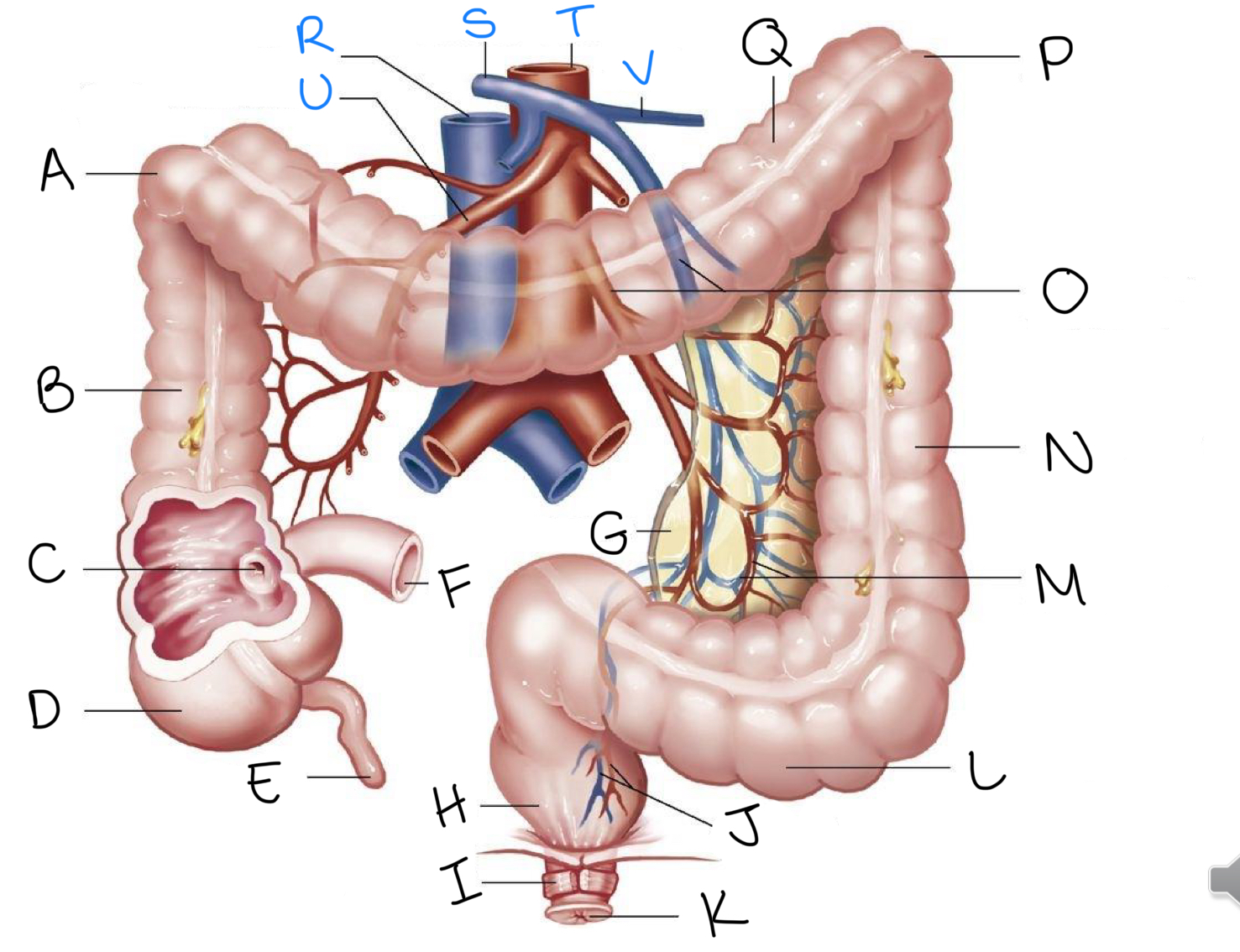 <p>What is U</p><p>(not priority for label testing)</p>