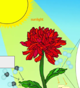 <p>photosynthesis cycle: name the step</p>
