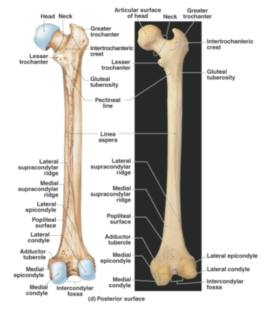 <p><strong>Proximal end features</strong> of femur</p>