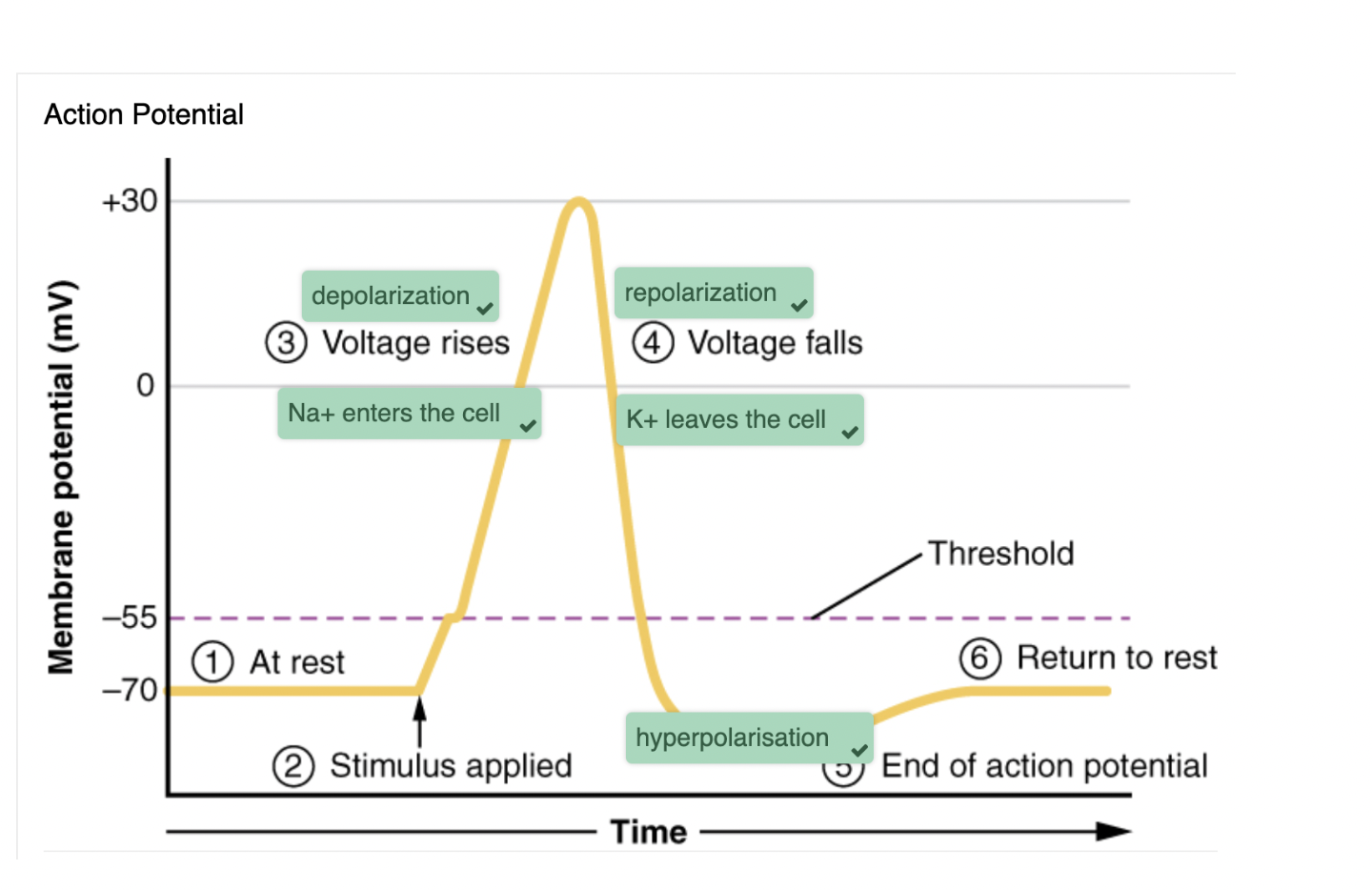 <ol><li><p>membrane potential stays at resting voltage until something changes </p></li><li><p>channels that start depolarizing the membrane because of a stimulus help the cell depolarise from -70mV to -55mV </p></li><li><p>once the membrane reaches -55mV, voltage gated Na+ channels open and an action potential starts </p></li><li><p>voltage-gated channels open in response to changes in charge distributed across the membrane during repolarisation </p></li><li><p>K+ ions leave the cell</p></li><li><p>hyperpolarization </p></li></ol><p></p>