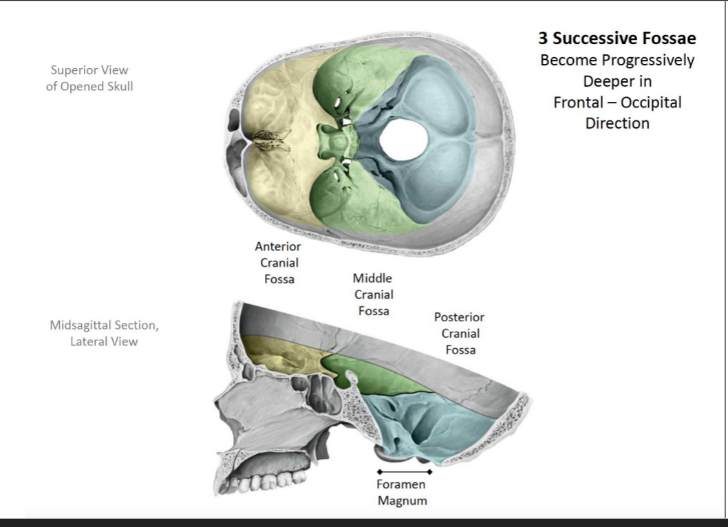 <p>Three! Each become progressively deeper in the frontal- > occipital direction</p><p>Anterior Cranial Fossa → Middle Cranial Fossa → Posterior Cranial Fossa</p><p>*In the posterior cranial fossa, you’ll find the foramen magnum</p>