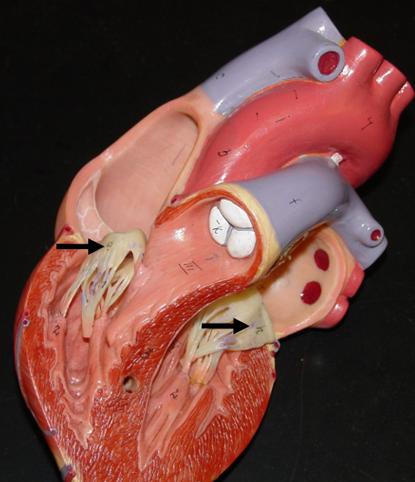 <p>Tricuspid valve </p><p>– Directs flow from right atria to right ventricle </p><p>• Bicuspid</p><p>– Directs flow from left atria to left ventricle</p>
