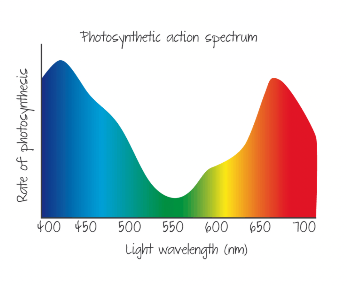 <p>photosynthesis rates in % at different wavelengths </p>