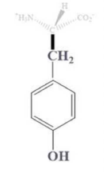 <ul><li><p>tyr, Y</p></li></ul><p></p><ul><li><p>has a CH2 - benzene - OH side chain</p></li></ul><p></p><ul><li><p>aromatic (hydrophobic)</p></li><li><p>can form H-bonds</p></li><li><p>so it’s important in some enzymes</p></li></ul><p></p>