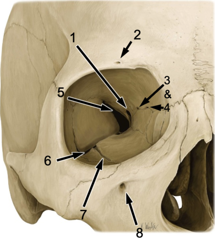 <p>Identify the structure at #4</p>
