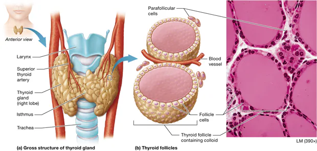<p>Can you identify this gland? What effects of the hormone are released from this gland?</p>