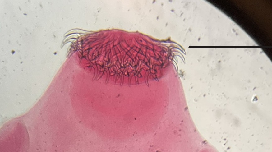 <p>What are these</p>