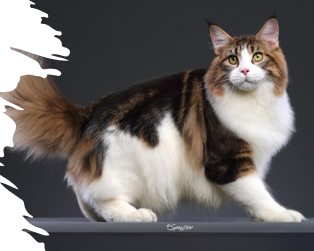 <p>Large, gentle, social, loyal, intelligent, independent, need lots of human interaction </p><p>13-15 years </p>