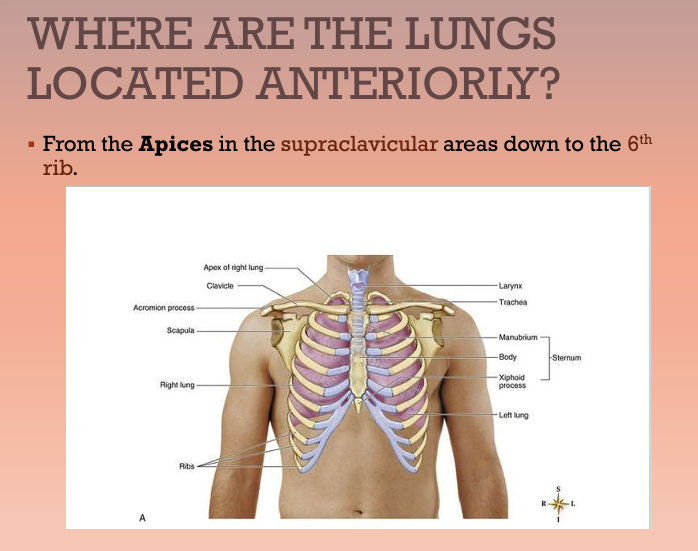 <p><strong>Apices </strong>(top/apex plural) in the <mark data-color="#fff84b" style="background-color: rgb(255, 248, 75); color: inherit;">supraclavicular</mark> areas down to the <mark data-color="#f8ff52" style="background-color: rgb(248, 255, 82); color: inherit;">6th rib</mark></p>
