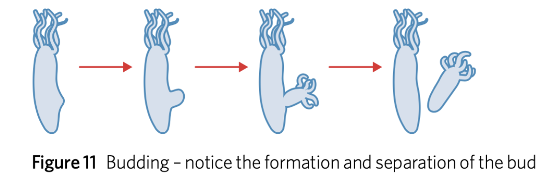 <ul><li><p>asexual reproduction where a new organism develops as an <strong>outgrowth</strong> from the parent due to <strong>localised mitotic cell division</strong></p><ul><li><p>has identical DNA </p></li></ul></li></ul><p></p>