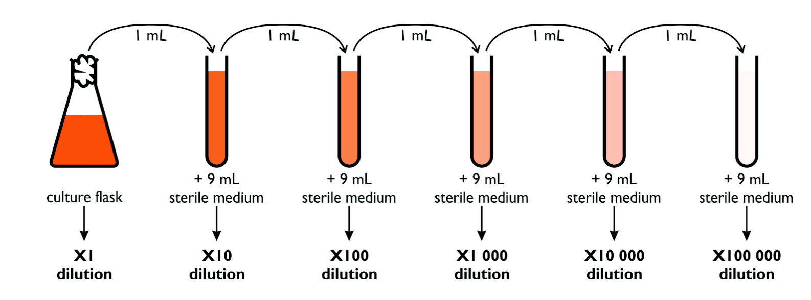 <p>take the concentrated solution and add 1ml to a test tube add 9mls of water then take 1ml of this solution and add 9 ml. keep going each time you do this you dilute it by 10 times</p>